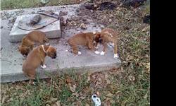AKC REG BOXER PUPS WITH DOUBLE CHAMPION BLOODLINE. PARENTS ON PREMISES.1 MALE AND 1 FEMALE ALL FAWN WITH WHITE MARKINGS. BORN SEP.19, 2010 ,THEY ARE READY FOR THEIR NEW HOMES NOW. FOR MORE INFO AND PICS EMAIL ME AT DIXIE_J_504@MSN.COM ; call me at