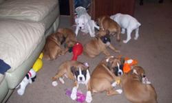 ABSOLUTELY ADORABLE,8 week old boxer pups looking for new LOVING homes. These pups will make any family feel complete as they are ready to give plenty of puppy kisses. I have the grandmother and both parents on site. Each pup has had thier tails and dews