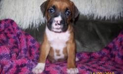 I have two akc registered boxer puppies ready for new homes. I have a flashy fawn female and flashy fawn male. They are raised indoors with my children. well socialized. tails docked dew claws removed. Mother has canadian champion bloodline. Both parents