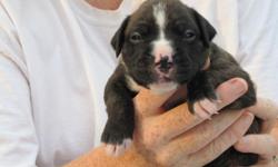8 BEAUTIFUL AKC Boxer Puppies. 3 Reverse Brindle Males. 3 Sealed Brindle [black] females. 1 Reverse Brindle Female. 1 Fawn Female. All have four white feet, white flame on chest and white stripes on face.
www.boxerbuddies.weebly.com. Ready for homes