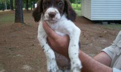 Beautiful Brittany puppies 12 weeks. AKC registered. Dew claws removed and tails docked. Dewormed, shots given. Liver & White, and Tri-colored. 6 males. Sire and Dam on site. $200. Call 404-936-2090 or email.