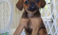 Adorable AKC Brussels Griffon Puppies Home Raised with mom & dad UTD on shots and wormed Vet. cert. Sweet little companions! Male & Female (Rough & Smooth Coats) Tails docked and Dewclaws removed by vet. Healthy, Happy, Loving Pups! Must see! Ready for a
