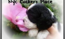 We have just posted the new videos >>>nyccockersplace.webs.com***** *****&nbsp; Price for Full AKC papers. Quality American Cocker Spaniel ***** We live and raise our dogs and puppies just 25 miles away from Manhattan, New York.