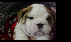 Gorgeous English bulldog puppies for sale! These pups are beautiful and have sweet dispositions. You will find them irresistible with their many wrinkles and adorable faces. We have Champion-sired puppies available and all of our puppies have Champion