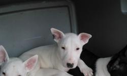AKC Champion Lines White Male Bull Terrier. &nbsp;Black spot on ear leather. &nbsp;Up to date on all shots and deworming. &nbsp;Health Certificate, socialized. &nbsp;Beautiful pet or show prospect. &nbsp;Will deliver to the Memphis/Southaven areas.