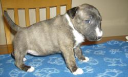 AKC, Reg. 2 Females left. 6wks old. vet checked ,wormed, vaccines, Now taking Deposits Sire andDam on site.