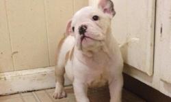 i have 2 male bulldogs that are 10 weeks, one is fawn in color with black and white markings i am asking 1000$ for him, and i also have another that is white and has light brown mickey mouse markings, i am asking 1300$ for him, they both will come with up