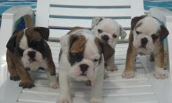 AKC English Bulldogs for Sale in California 707-689-7685
www.leftcoastbulldogs.com
Joe 707-689-7685
Looking for the perfect English Bulldog puppy for sale? Look no further! Left Coast Bulldogs is your source for top quality, AKC English Bulldog puppies