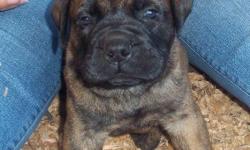 1 fawn female, 3 brindle females, and 1 brindle male. Will be ready July 10th. Asking $900.00.