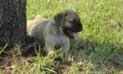 We have a beautiful litter of AKC reg bullmastiff babies with champ bloodlines, beautiful wrinkles, UTD on shots and Health cert. They will be ready for a forever home the end of June.