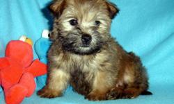 AKC Cairn&nbsp; Terrier Male $325 cash. Wheaten/black points, born 8/21, ready now. All shots and dewormings up to date,dew claws removed, care package. VET checked and written health guarantee provided. We sell our puppies with AKC Limited registration