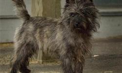 AKC Cairn terrier puppies - ( Toto-from the Wizard of OZ movie ) Our puppies are sweet and loving. They love life and children too. They get along with other pets. Easy to care for and train as well. All Vet. checked and genetically tested. Started crate