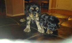We have 4 puppies (2 females and 2 males). All are black and tan variety. Mother and father are both champions. All have 6 week shots and dewormed. We have all the information about puppies and parents. These are the greatest dogs. They have the most