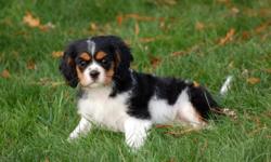 We have a beautiful new litter of Cavaliers. They all tricolor (Black, White and Brown) has long ears and very symmetrical. Both parents are on site and have such wonderful temperaments they are what Cavaliers are about ? very loving, cuddly, loyal
