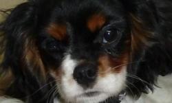 Adorable female tri colored Cavalier puppy looking for very special home. Born Sept 26, 2010. She has an incredible disposition, playful, athletic and super sweet. She is a very contented girl and is happy doing whatever you are doing. She loves