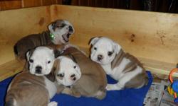 (2)MALE ENGLISH BULLDOG PUPPIES,WORMED AND UTD ON SHOTS.A1-YEAR CONGENITAL DEFECT HEALTH GUARANTEE.GRGR-GRAND SIRE: IS CH.PRESTWICK GAWAIN WHO HAS PRODUCED OVER 63 CHAMPIONS. GRGRAND SIRE: IS CH. LEGEND SUMO OF FULTON PRODUCED 8 GR SIRE:CH TRIMBULL SMOKIN