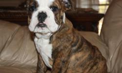 WE HAVE A BEAUTIFUL AKC RED BRINDLE LITTLE ENGLISH BULLDOG FEMALE THAT YOU JUST DON'T WANT TO MISS OUT ON. SHE WAS BORN 9-10-2010 AND IS A TREASURE ALL WRAPPED UP IN A BULLDOG PUPPY. SHE HAS MANY CHAMPIONS IN HER PEDIGREE AND SHE IS DEFINATLY SHOW