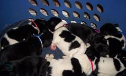 AKC Champion sired puppies. Blacks/Landseers, M/F, Pets/Show potential puppies. Parents are OFA Hips/Elbows/Heart/Patellas/Cystinuria DNA...and PennHIP certified. Outstandig pedigrees. 1 Year Health Guarantee and Life Time Breeder Support.
More info can