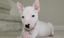 Updated pics of our lovely miniature bull terrier male puppy : Triton. He has the bloodline of the World Famous European Champion "Del Cornijal" of Spain. He has an outstanding physical qualities with mini compact body size. If you are looking for a pet