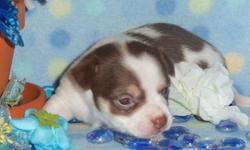 AKC Registered Chihuahua puppies priced to sell to loving forever homes. Puppies have champion bloodlines and are charting to be on the small side. They will be sold up to date on all vaccines and worming?s and will be health certified by my vet with a