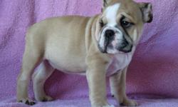 Litter of 9 born 1/5/2011. Only 2 females left. 12 weeks old. 1st and 2nd set of shots and dewormer. Vet checked. Full AKC registration. Nice, big, and lots of wrinkles. Will deliver to Los Angeles area. Get your premium bulldog while they last!