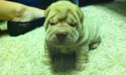 We have 4 AKC Champion Bloodline Shar Pei Puppies born September 19th. They will be ready to go home on November 14th.
All 4 are females. There is 1 Brown, 2 Five Point Red, and 1 Apricot.
All puppies will come with 1st and 2nd set of shots, deworming,