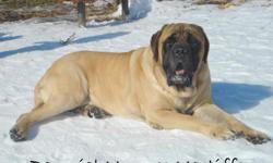 At Baronial Monroes Mastiffs we take pride in breeding only of high-quality and good temperament!!
All of our dogs come from some of the best Champion lines in the country. Including but not limited to, LazyD, Groppetti, and Tamarack. We spend a lot of