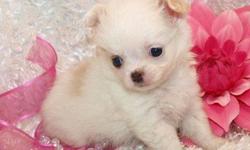 Very tiny Chihuahua puppies available. Smooth and long coats, male and females. Champion bred out of Champion sires. Health Guaranteed on all pups. Breeder of quality Chihuahuas for almost 25 years. Show and pet puppies available. My puppies are raised in