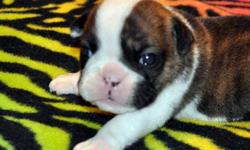 We currently have 4 beautiful male English Bulldog puppies that we are taking deposits on.
They are now 4 weeks old and growing so fast. Will be ready by the time they are 8 weeks of age. They come with current shots, de worming, vet checks at 2,4 and 6