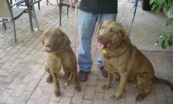 AKC Chesepeak Bay Retriever puppys born nov.26,1010 Champion pedigree. Parents on site. mid chocolate , great temperment Call 719-574-6072 or 520-444-9178 or e-mail red2eyez@hotmail.com