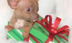 Silver Belle - I silver female Chihuahua. Silver Belle is female and the runt of her litter, UTD on all vaccinations. Comes with AKC papers.