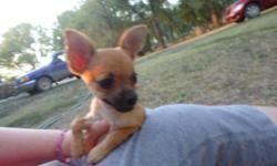 We have 3 female AKC Chihuahua Puppies for sale. They are 13 weeks old, have been wormed and have had two of their three puppy shots. They are short hairs in varying shades of tan, black and white bridling. They have been loved and handled since birth and
