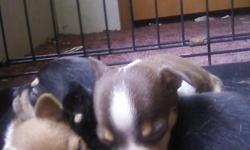 AKC Chihuahua Pups. Visit the webpage www.belllinepups.com
call or text me at 478-231-7129
