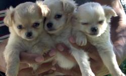 My chihuahuas should sell for $800.00 but NO the economy has changed that...so I am offering my extra beautiful puppies at low prices...
2 long coat creme/white females...$450
All of them will be between 3-4 pounds as adults.
AKC paper is $80 extra.