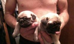 AKC registered Chinese Pug puppies for sale. Will be vet checked,shots and wormed. The 1st.litter will be ready to view on5/13/2011 I have 1M and 1F. The 2nd. litter will be ready to view on 5/19/2011 I have 1M and 4F. The males go for $300 and females go