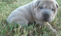 Beautiful AKC chinese shar pei puppies. Beautiful rare lilac color. We have three males left. They will be meaty mouths and stocky. They will come with AKC registration papers, up to date shots and a 2 year health guarantee. They are raised indoors with
