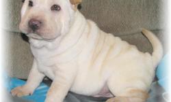 "Thor" is from Star Gate Sharpei Rescue. He's a Cream Meat Mouth Brush Coat Male. We only accept donations to keep our mission to find good homes for beautiful Sharpei Pups. Sire and Dam are AKC Registered.. "Thor" has other Brothers and Sisters that are