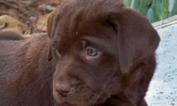 Champion line AKC registered chocolate lab puppies. We have 6 males and 1 female raised with lots of attention by us and our 3 dogs. They have all puppy shots, are dewormed and dew claws are removed.
We are looking for a loving home for all of them,