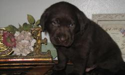 AKC chocolate Labrador puppies
BORN ON 05/17/2011
TAKING DEPOSITS
PUPPIES INCLUDE:
Current on vaccines and dewormings
Dewclaws removed
All puppies are microchipped
Health/Hip guarantee
Our puppies are family raised with us in our home,never kenneled. Our