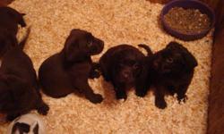 AKC CHOCOLATE LABRADOR PUPPIES
BIG AND BEAUTIFUL
Born 05/17/2011
TAKING DEPOSITS
PUPPIES INCLUDE:
CURRENT VACCINES (DH2PP)
DEWORMED
HOME AGAIN MICROCHIPPED
HEALTH GUARANTEE
HIP/ELBOW GUARANTEE
MOM AND DAD ARE HERE FOR YOU TO VISIT WITH
PLEASE CALL