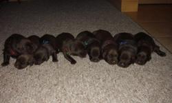 We have 11 new born Chocolate labs born on August 25th! We only have 4 boys and 1 girl left. They all seam to be the same size so no runts in the family. All puppies will be vet checked, up-to-date on shots, de-wormed, and AKC litter registered. They will