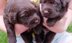 AKC Chocolate Lab puppies born August 20th, will be ready for homes no earlier than October 15th. 5 females and 3 males, all chocolates.
Mother is a wonderful family dog, excellent retriever, and great 4-H show dog. She has good English bloodlines. The