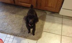 AKC chocolate toy poodle, 1 year old, upd on shots & wormer.&nbsp; Her name is Autumn and she is a beautiful, very dark chocolate toy poodle which is showing no signs of fading, around 4 1/2 lbs, wonderful attitude she is doing really good with the crate
