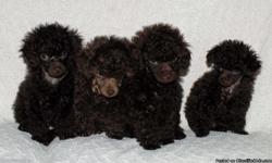 AKC Chololate toy poodle puppies. Two males available. Eight weeks old. First shots, microchipped, tails docked, dew claws removed, one year genetic health guarantee. See puppies at www.chocolatepoodles.net Ready for their new homes. 615-242-4222
