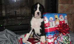 I have 2 AKC reg boxer puppies left they were born on 10/24/10, They are going to represent the boxer breed standard very well. These puppies are raised in our home with all the love and attention they need and they are prespoiled before you take them