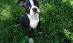 AKC & CKC Boston Terrier puppies. We are now accepting deposits on available puppies and upcoming litters. Raised in our home with love and children.Our dogs and puppies are apart of our family. We have been raising quality puppies for over twelve