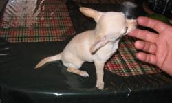 AKC/CKC, applehead,, M and F paper trained, All shots. Parents on premises. very playful and healthy, teacups, prices vary from $550.00 and up! Born 5-4-2011, weighs 2lbs.: 1 tan and gray female, she has current shots. 7 months old, weighs 2 lbs $700.00