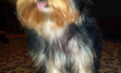 AKC & CKC Male Teacup Yorkie
1000.00 OBO cash
He is 4 mounths old and 3 lbs.
He will not get much bigger, house trained to
puppy pads, crate trained (night)
very sweet and loving
He has been to the vet shots and wormed.
Please e-mail with questions or