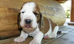I am planning a litter of AKC/CKC Registered Basset Hound puppies for November 2012 I usually have a good selection of colors, they should be ready for new homes around Christmas. More pictures of my past puppies and information on how to get on my