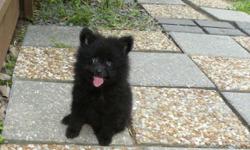 Chloe is a tiny teacup black female pomeranian puppy. Her estimated adult weight is 2 to 4 pounds. She is sweet and lovable and will make a great pet. She was born April 25, 2011 and is ready for a new home now. She will come up to date on shots and